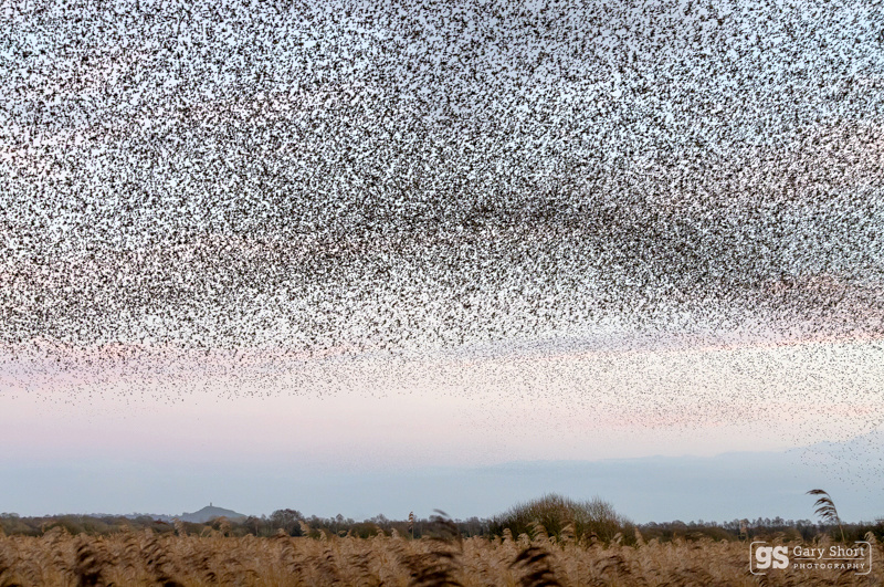 Starling Murmurations, Avalon Marshes_GS1100 - Latest images