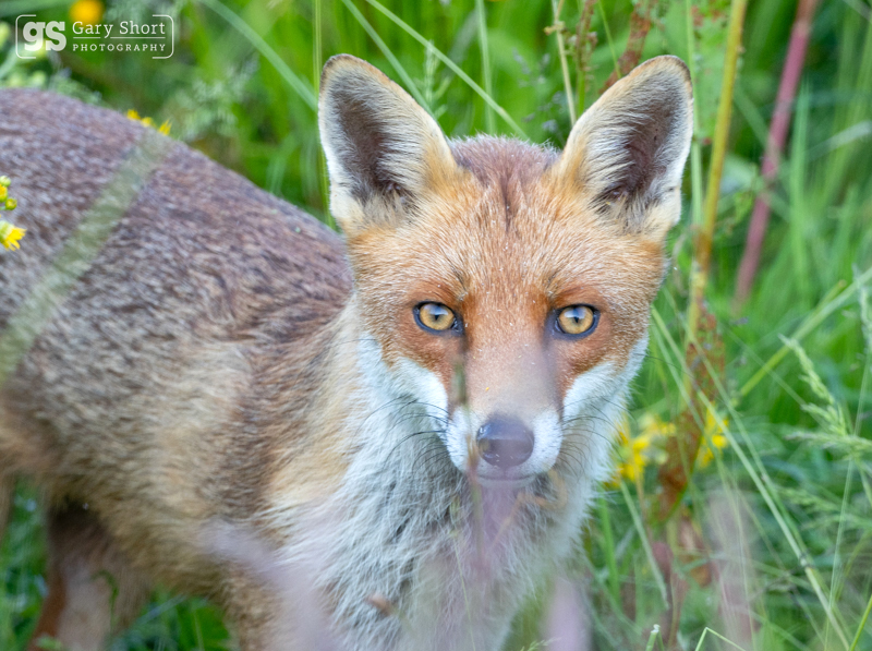Eye to eye, Red Fox - Latest images
