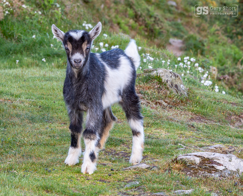 Young kid goat in the Valley of the Rocks - Exmoor National Park