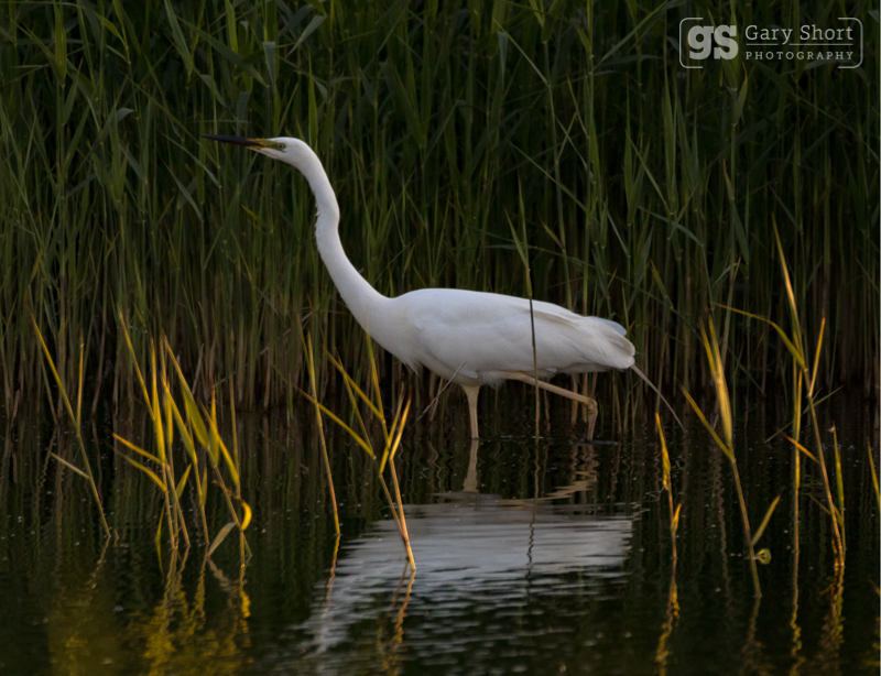 Great White Egret - Wildlife & Nature images