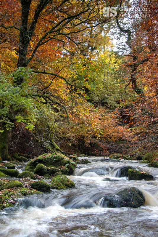 Autumnal colours, Afon Clywedog - Snowdonia images