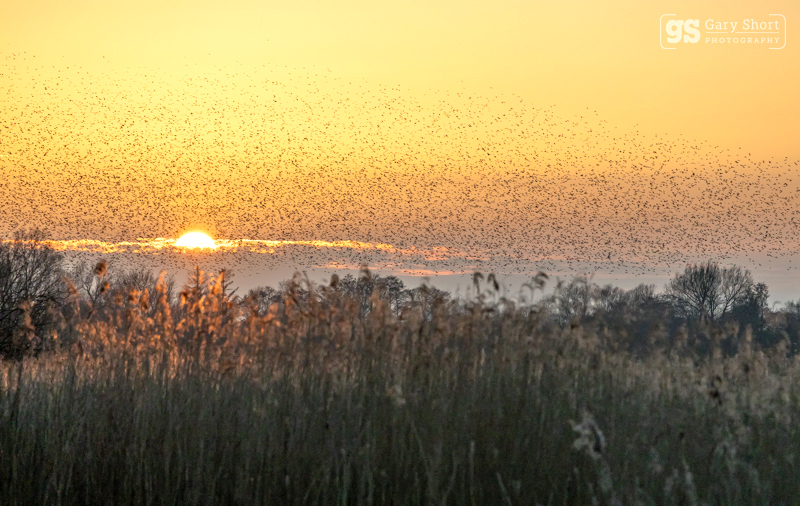 Starling Murmurations, Avalon Marshes_GS1132 - Latest images