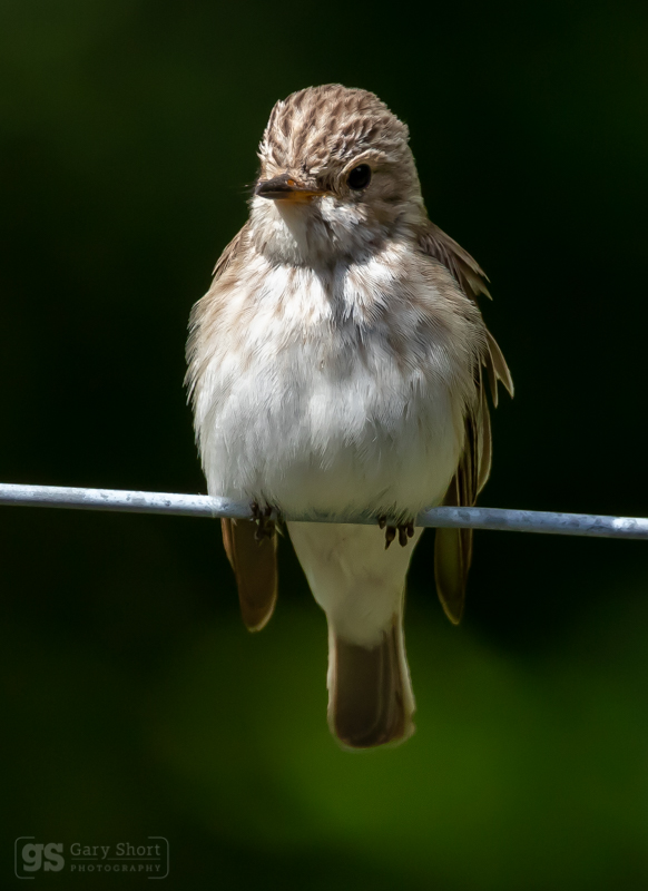 Spotted Flycatcher - Wildlife & Nature images