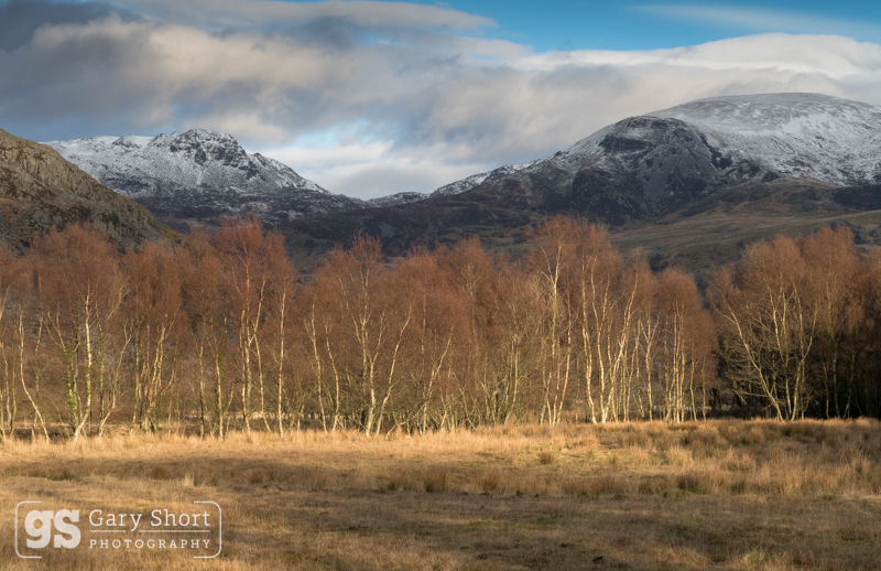 Winter birch trees, Rhinogydd, Snowdonia - Snowdonia images