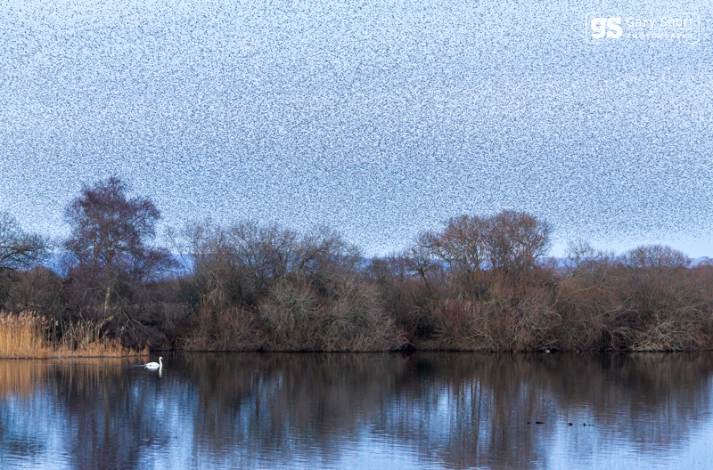 Starlings, Avalon Marshes_GS1094 - Latest images