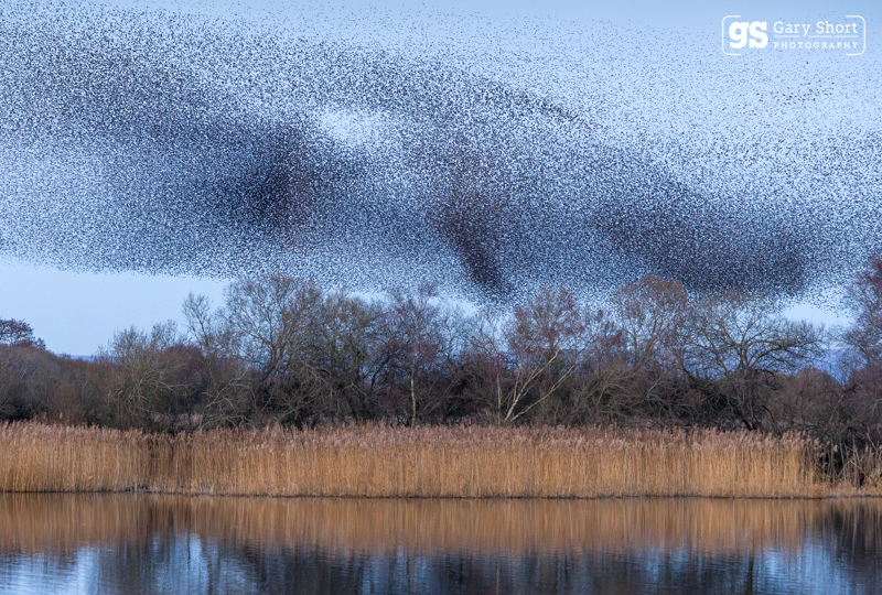 Starlings, Avalon Marshes_GS1097 - Latest images