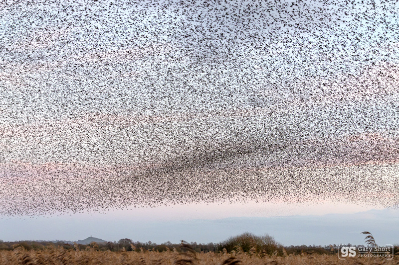 Starling Murmurations, Avalon Marshes_GS1099 - Latest images