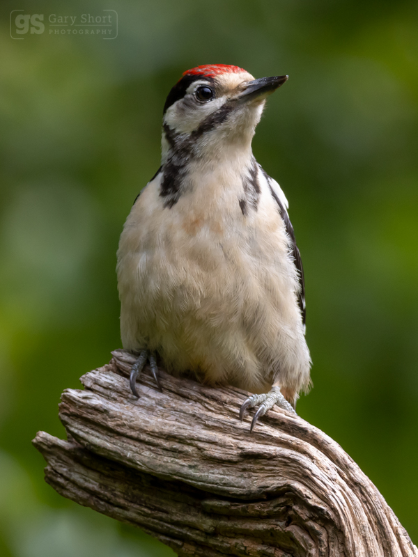 Great Spotted Woodpecker - Wildlife & Nature images
