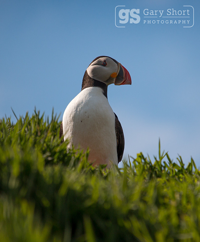 Puffin - Skomer Island and Puffins