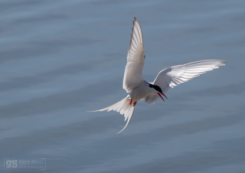 Arctic Tern in flight - Wildlife & Nature images