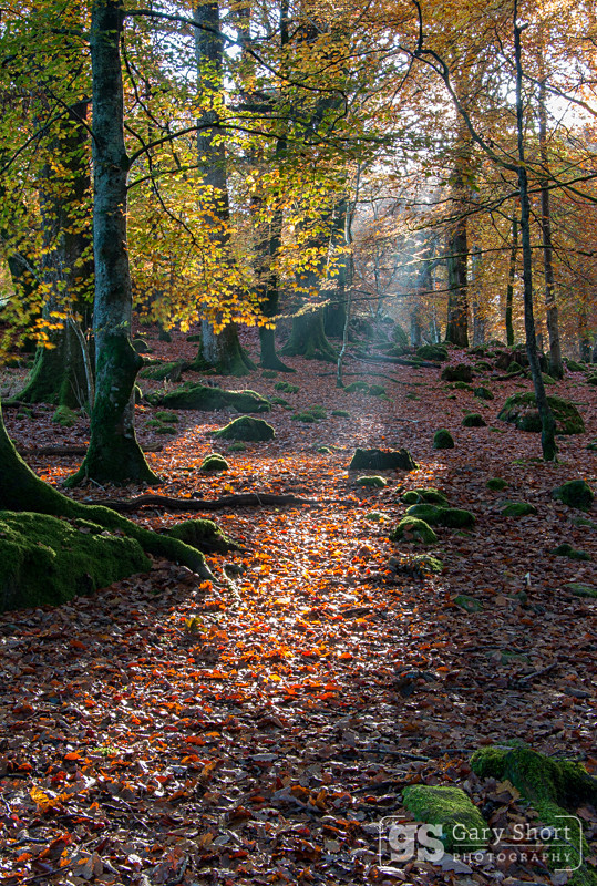 Autumn spotlight, Snowdonia - Snowdonia images