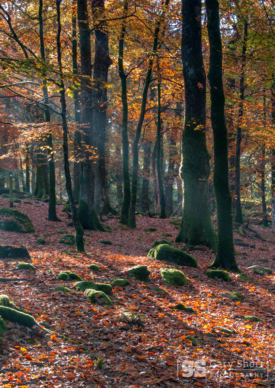 Shades of Autumn, Snowdonia - Snowdonia images