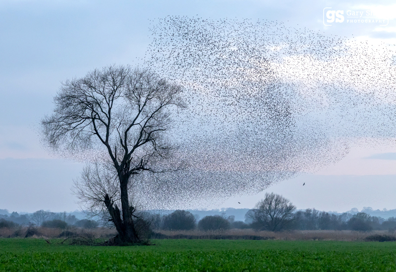 Starling Murmurations, Avalon Marshes_GS1134 - Latest images
