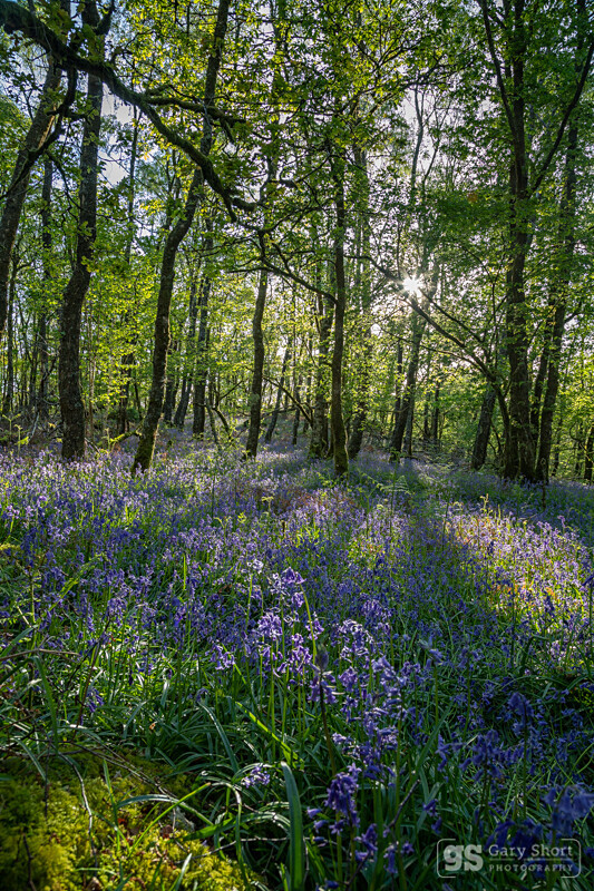 Bluebell wood shade - Wildlife & Nature images