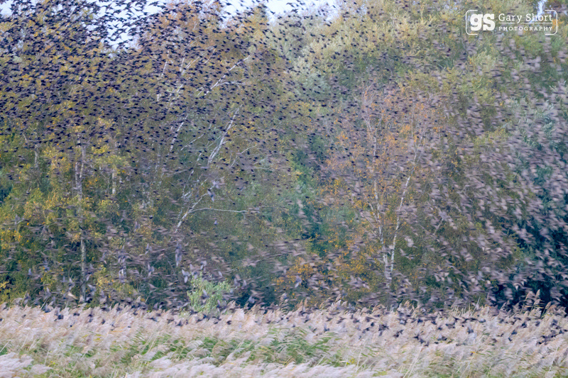 Starlings, Avalon Marshes_GS1091