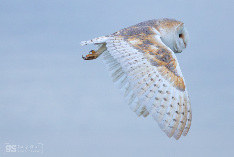 Barn Owl in flight - Latest images