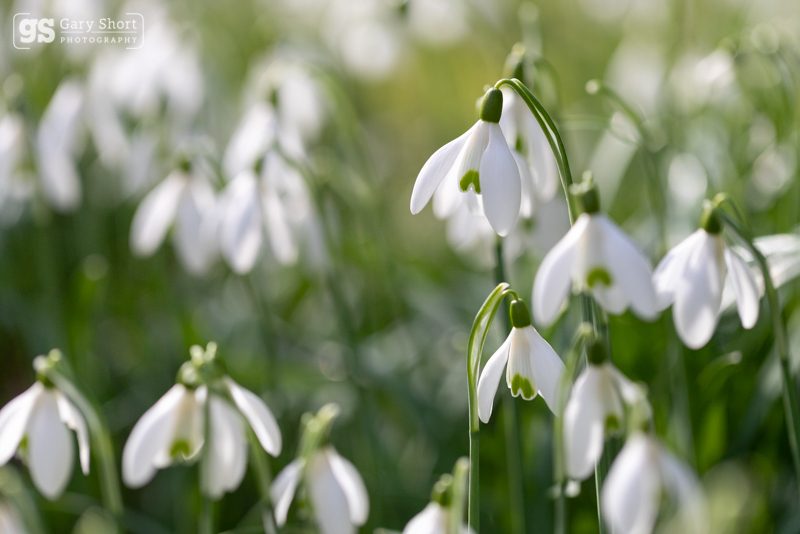 Snowdrops - Wildlife & Nature images