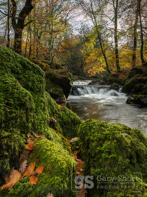 Autumn leaves, Afon Clywedog - Snowdonia images