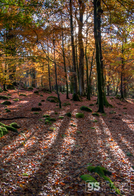 Woodland shadows, Snowdonia - Snowdonia images
