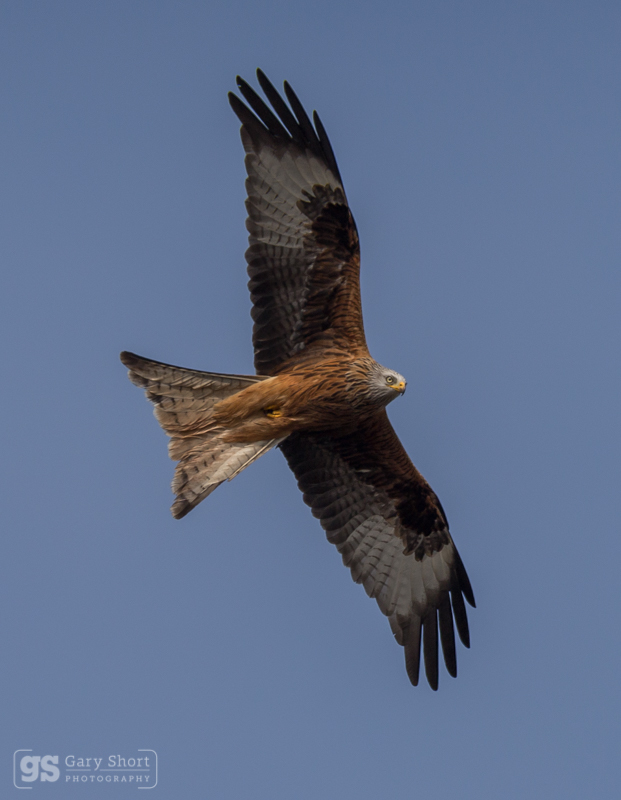 Red Kite - Wildlife & Nature images