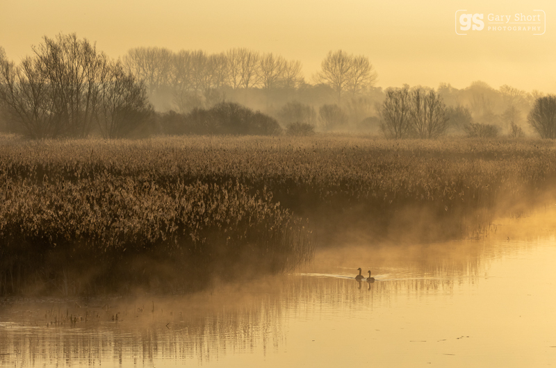 Misty morning, Avalon Marshes - Latest images