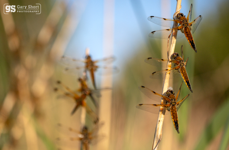 Triple Chasers - Latest images