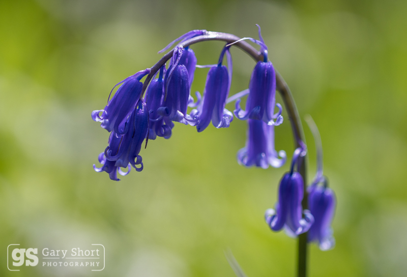 Bluebell - Wildlife & Nature images