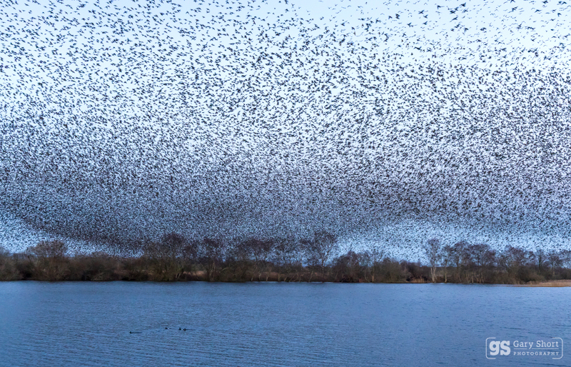 Starling Murmurations, Avalon Marshes_GS1117 - Latest images