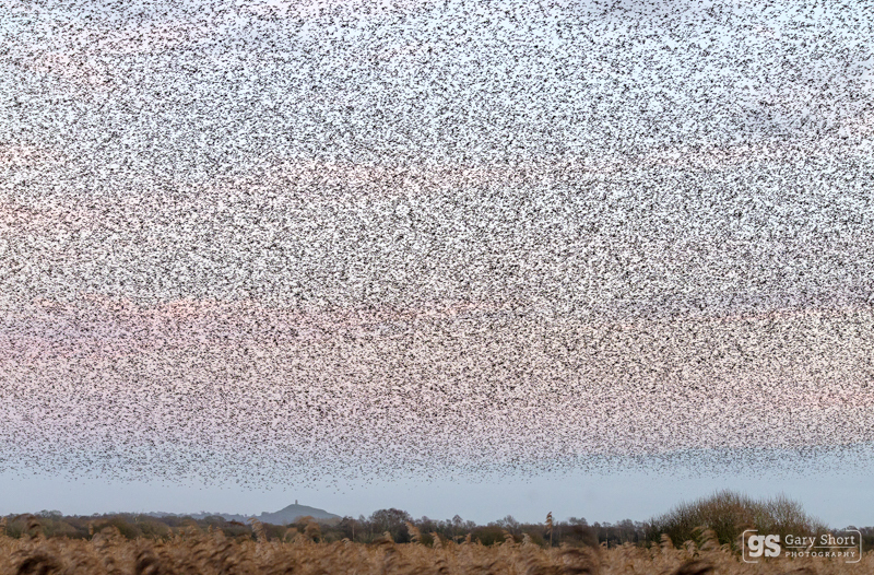 Starling Murmurations, Avalon Marshes_GS1098 - Latest images