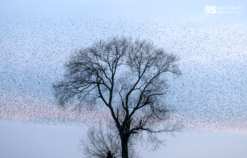 Starling Murmurations, Avalon Marshes_GS1133 - Latest images