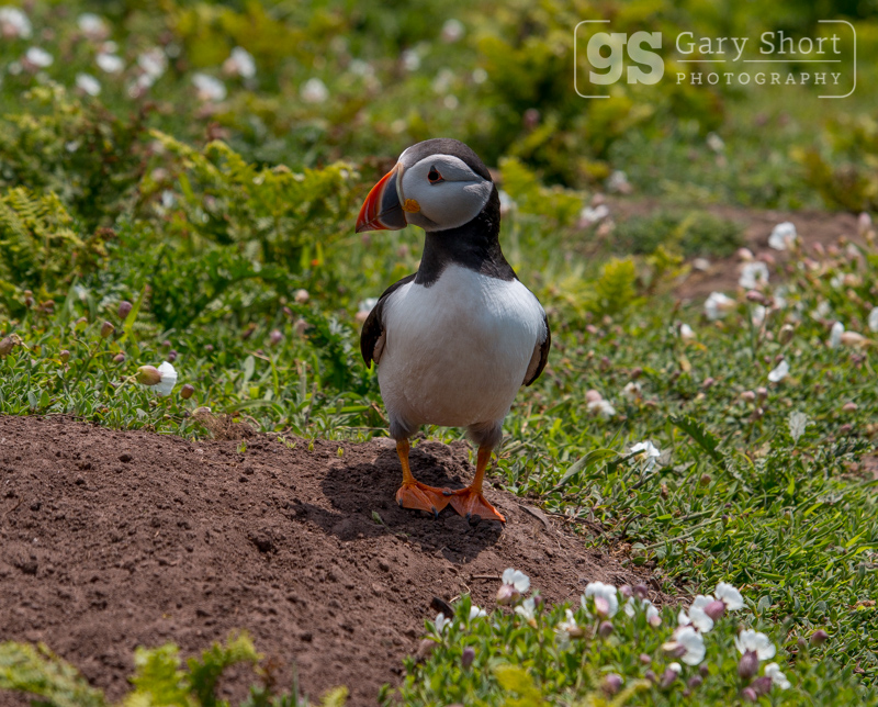 Puffin on Skomer Island - Skomer Island and Puffins