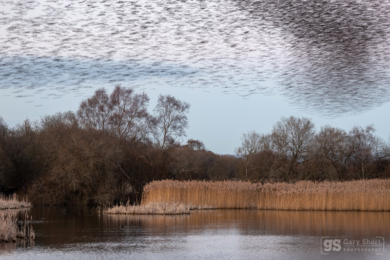 Starlings over Shapwick - Somerset Levels
