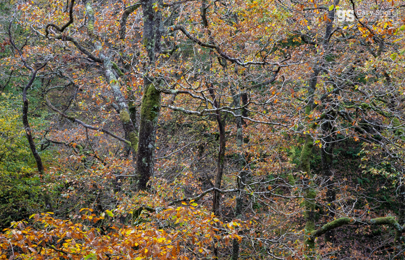 Woodland shades - Snowdonia images