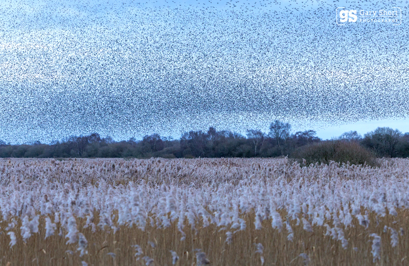 Starlings, Avalon Marshes_GS1092 - Latest images
