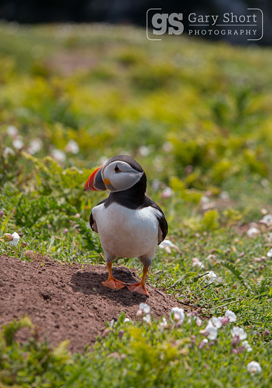 Puffin on Skomer Island - Skomer Island and Puffins