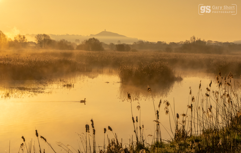 Morning light, Avalon Marshes - Latest images