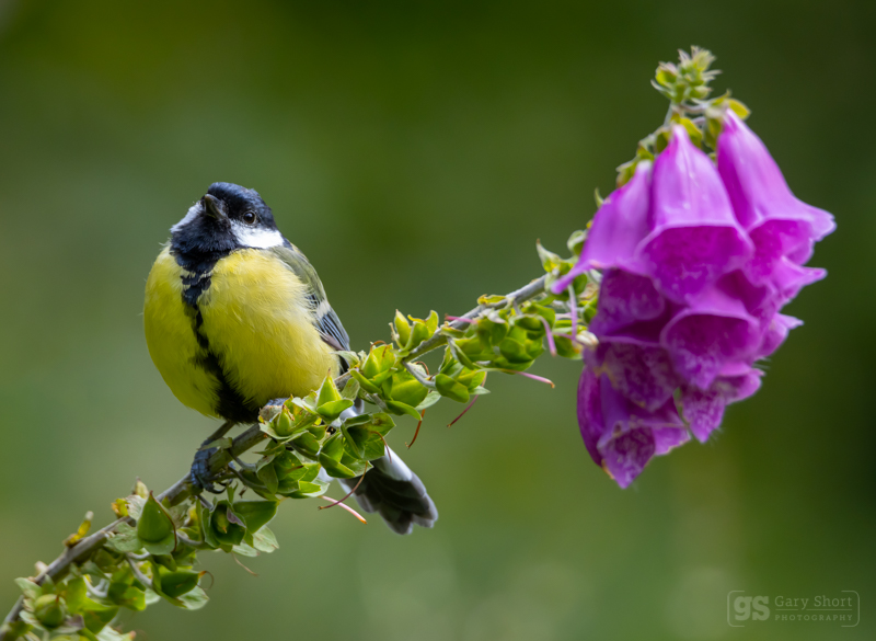 Great Tit on Foxglove - Wildlife & Nature images