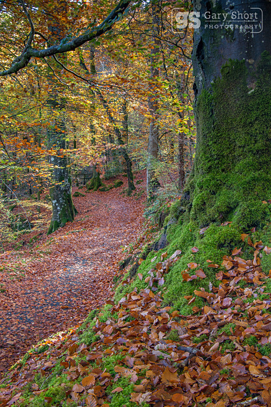 October colour, Torrent Walk, Dolgellau - Snowdonia images