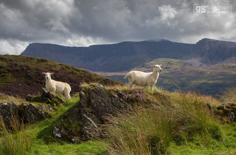 Cader Idris view - Cadair Idris