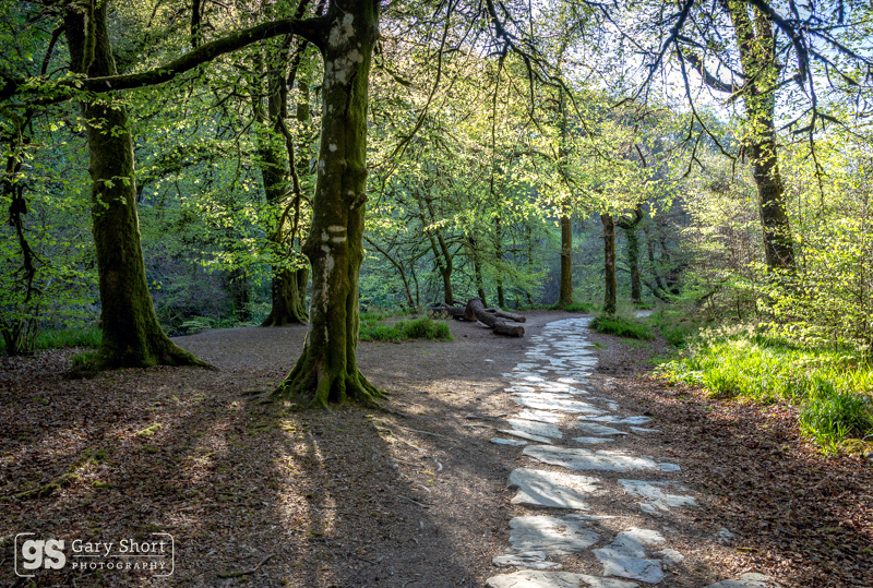 Knaplock Wood - Exmoor National Park