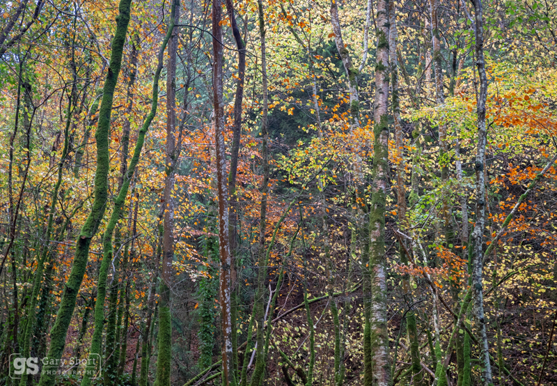 Autumn hues - Snowdonia images