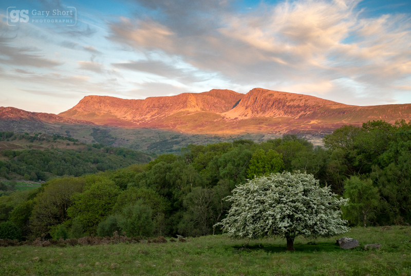 Lone Hawthorn, Cader Idris - Cadair Idris