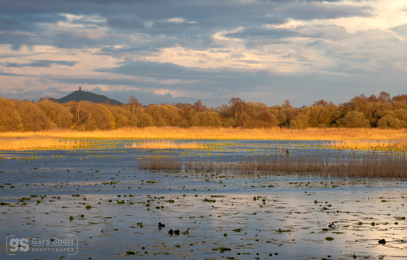 Autumn light, Avalon marshes - Latest images