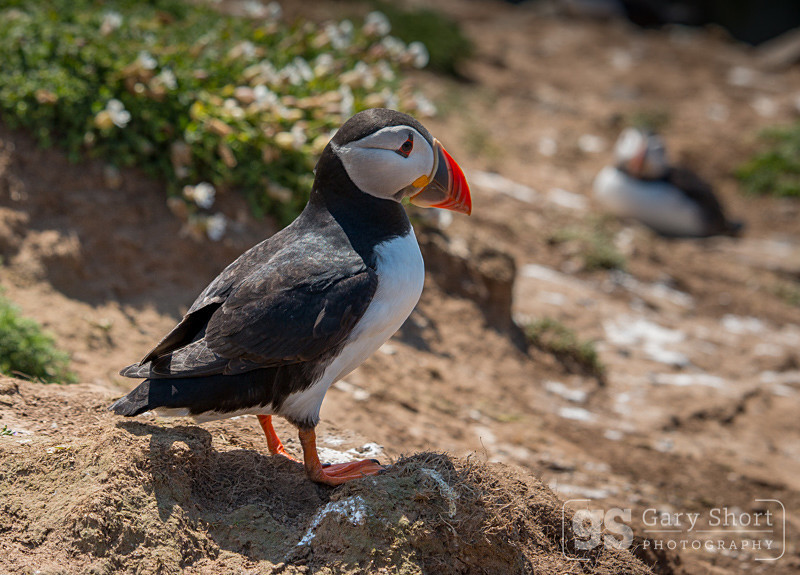 Puffins on Skomer Island - Skomer Island and Puffins