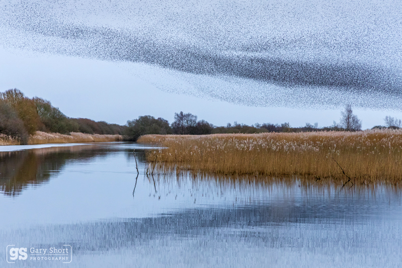 Starling Murmurations, Avalon Marshes_GS1109 - Latest images