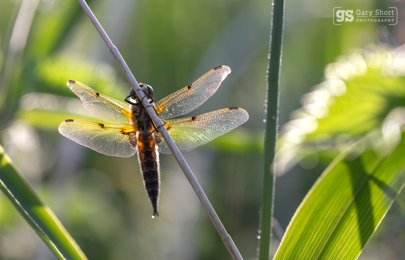 Four-spotted Chaser - Latest images