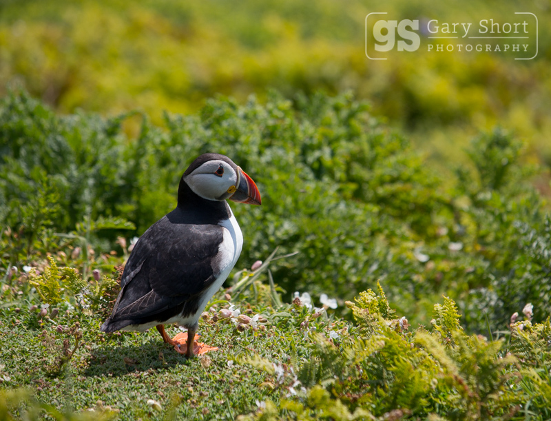 Puffin, Skomer Island - Skomer Island and Puffins