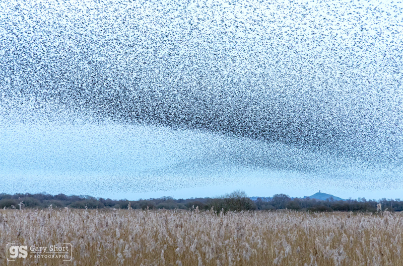 Starling Murmurations, Avalon Marshes_GS1106 - Latest images