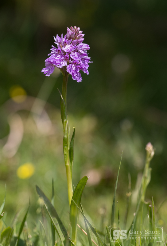 Heath Spotted-orchid, Snowdonia - Wildlife & Nature images