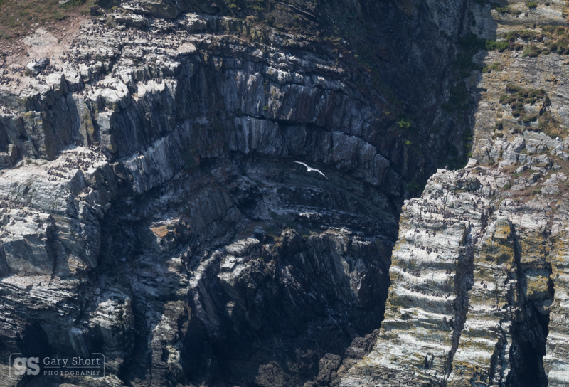 Guillemots, South Stack, Anglesey - North Wales images
